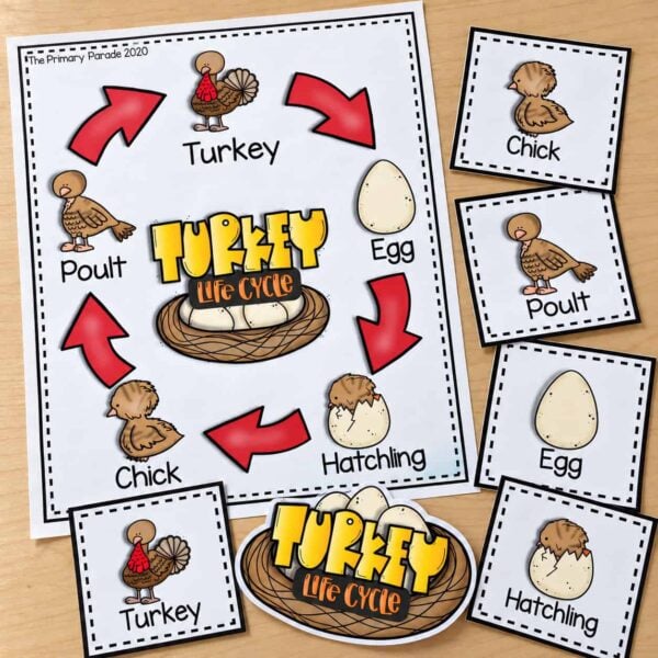 Turkey Life Cycle