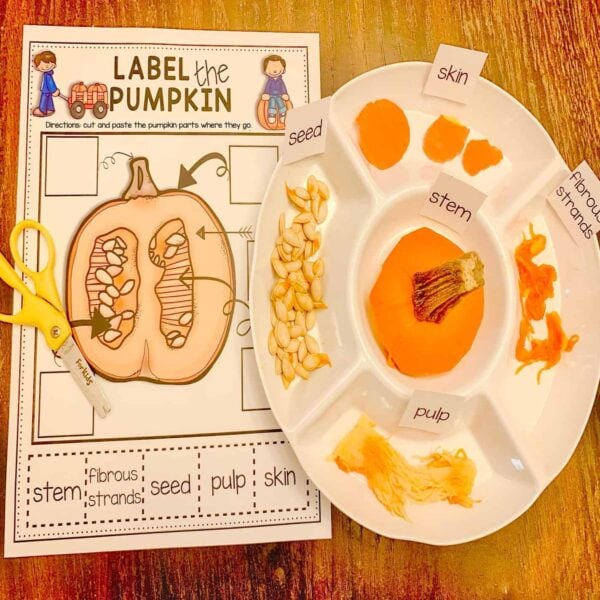 Parts Of A Pumpkin